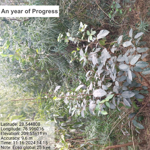 ECSO Global Pvt Ltd: Fostering a Greener Future with Urban Forests – 6 months