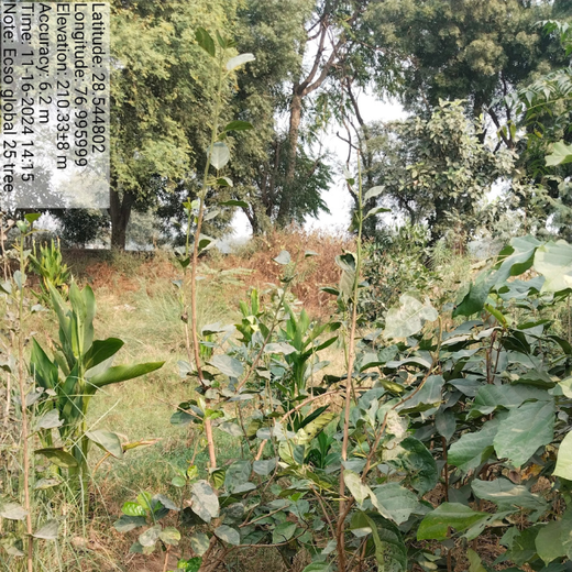 ECSO Global Pvt Ltd: Fostering a Greener Future with Urban Forests – 6 months