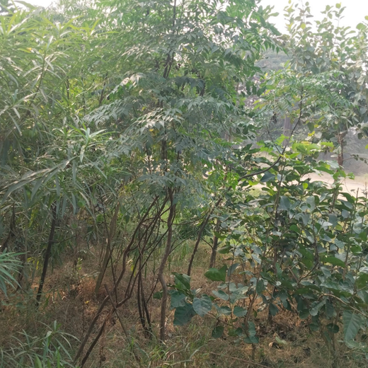 ECSO Global Pvt Ltd: Fostering a Greener Future with Urban Forests – 6 months