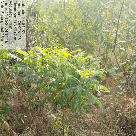 ECSO Global Pvt Ltd: Fostering a Greener Future with Urban Forests – 6 months