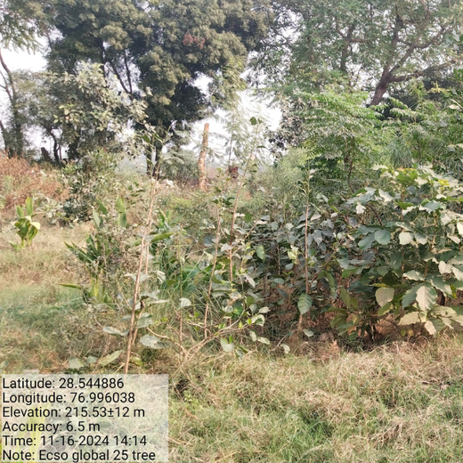 ECSO Global Pvt Ltd: Fostering a Greener Future with Urban Forests – 6 months