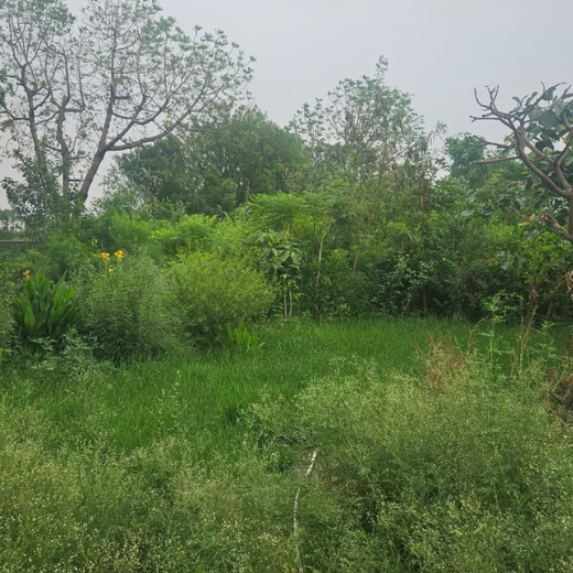ECSO Global Pvt Ltd: Fostering a Greener Future with Urban Forests – 1 year