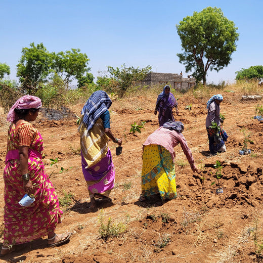 Blending Technology with Nature: TAAL Tech’s Agroforestry for a Sustainable Tomorrow – Planting
