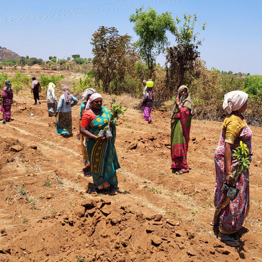 Blending Technology with Nature: TAAL Tech’s Agroforestry for a Sustainable Tomorrow – Planting