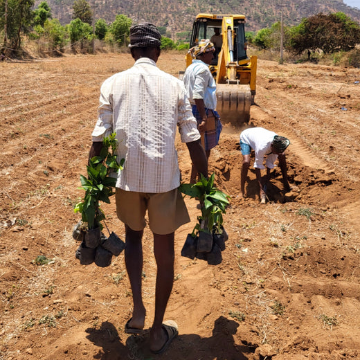 Blending Technology with Nature: TAAL Tech’s Agroforestry for a Sustainable Tomorrow – Planting