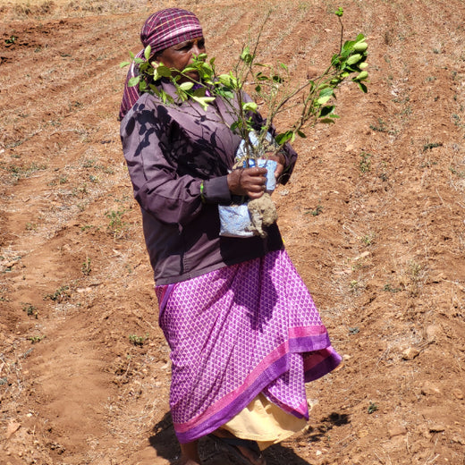 Blending Technology with Nature: TAAL Tech’s Agroforestry for a Sustainable Tomorrow – Planting