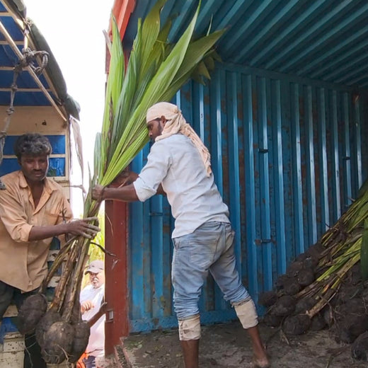 Blending Technology with Nature: TAAL Tech’s Agroforestry for a Sustainable Tomorrow – Planting