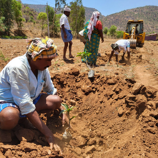 Blending Technology with Nature: TAAL Tech’s Agroforestry for a Sustainable Tomorrow – Planting