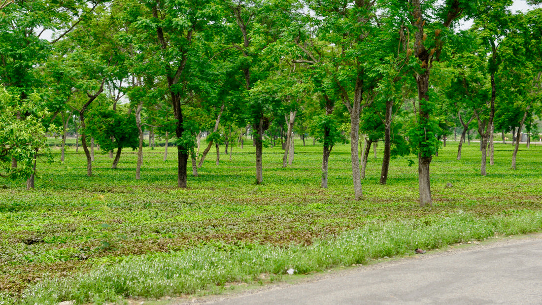 Tree Crops Project Agroforestry in India: Agriculture & Sustainability – Grow Billion Trees
