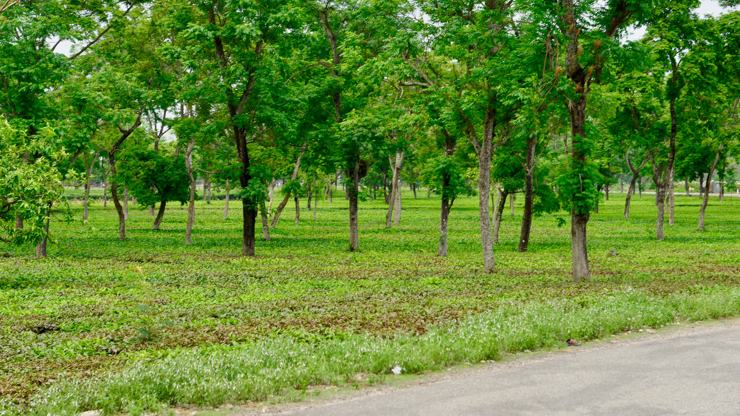 Agroforestry: Blending Trees With Organic Crops