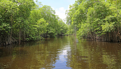 Mangroves Forests: Nature's Green Barrier Against Climate Change