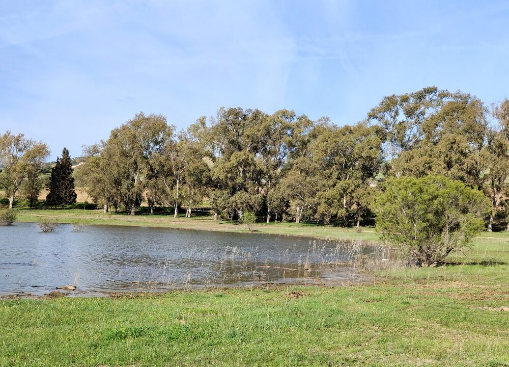 Restored lake shoreline lined with native trees