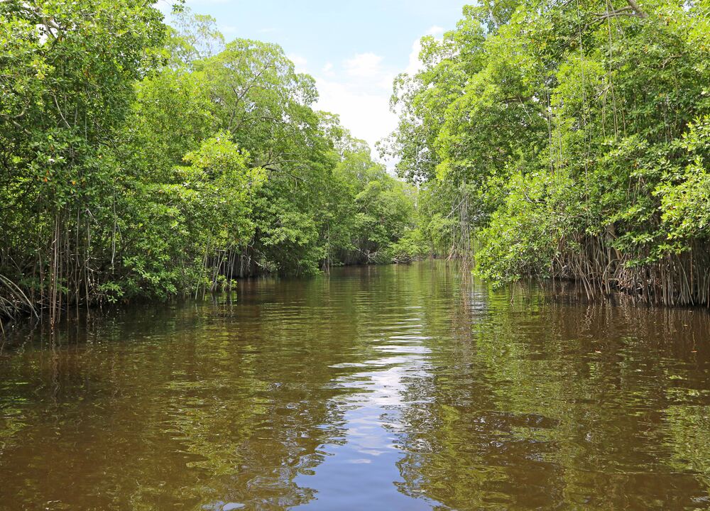 Mangrove forest lining a calm tidal waterway
