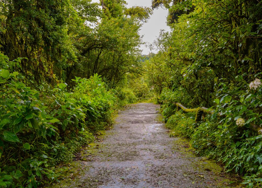 Path through a dense native Miyawaki-style forest