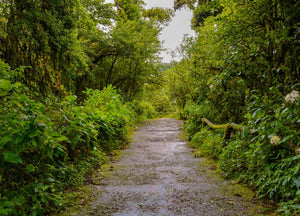 See 400+ corporate forests