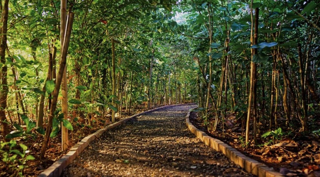 Miyawaki Forest in Bhatpara – Grow Billion Trees