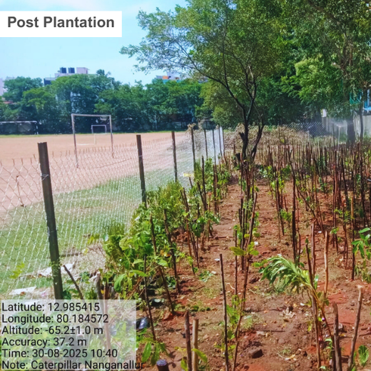 Caterpillar's Legacy: A Learning forest in Chennai Nanganallur – 1 year