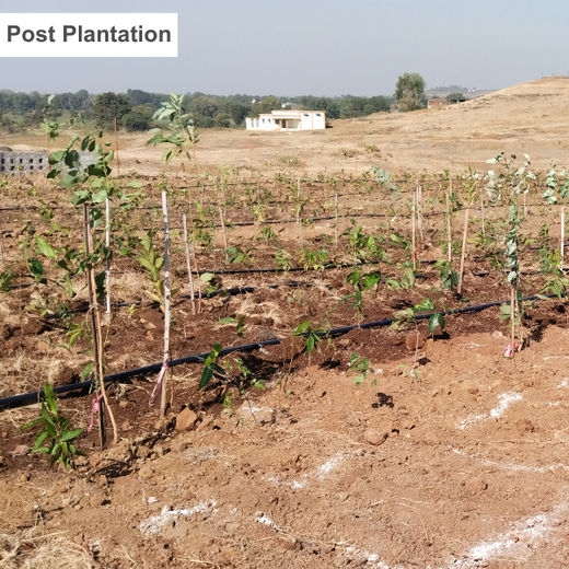 Project Aranyam by Pack8: Growing a Sustainable Community Forest – 6 months