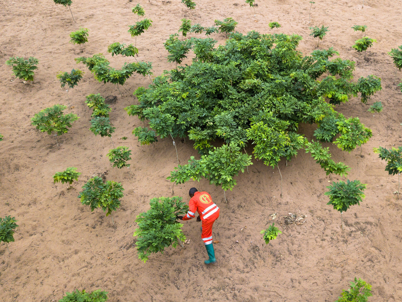 Reforestation Projects: Solutions for Greening the Earth and Climate R – Grow Billion Trees