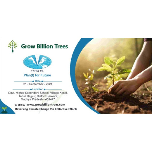 V Group’s Green Legacy: Sustainable Tree Planting for CSR in Siwai – Planting