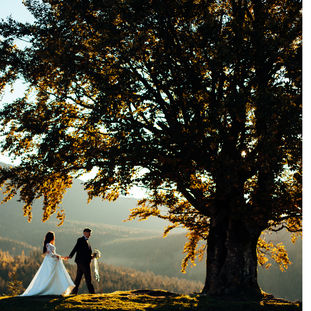 Peepal Tree: Its Ecological & Spiritual Significance – Grow Billion Trees