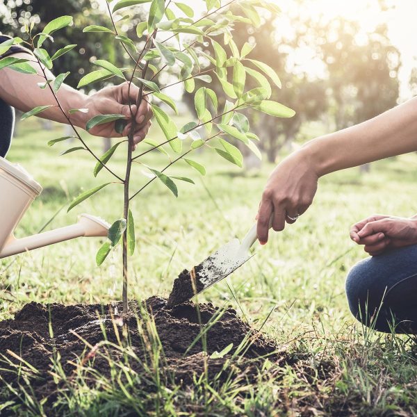 Contribution For Tree Gamhar Tree: Celebrating the Beauty and Environmental Contributions of ...